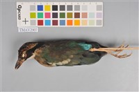 藏品(八色鳥)的圖片